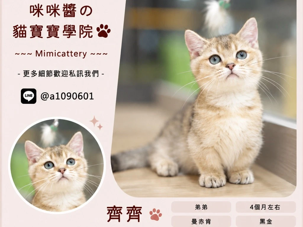 黑金曼赤肯弟弟 齊齊