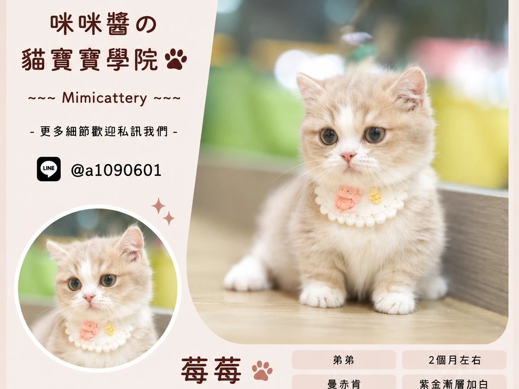 紫金漸層加白曼赤肯弟弟 莓莓