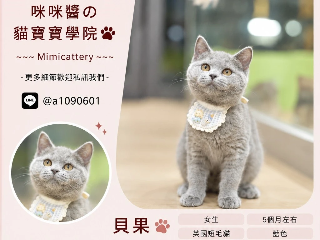 藍色英短妹妹 貝果