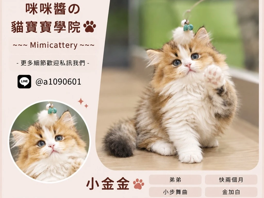 金加白小步舞曲弟弟 小金金
