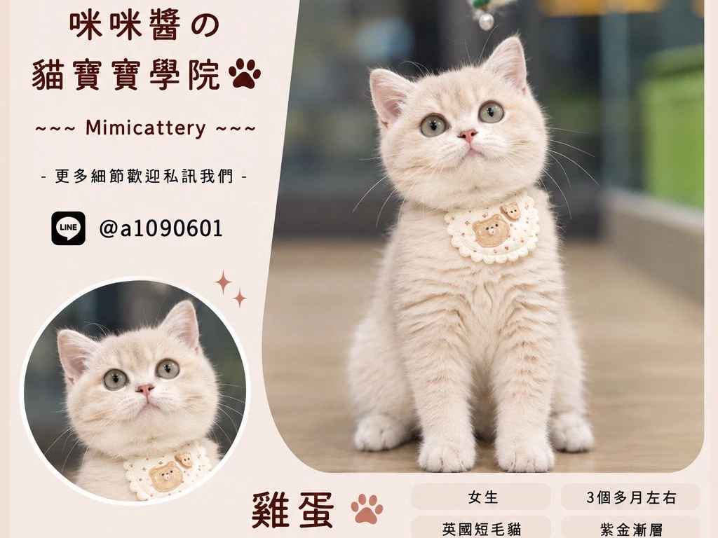 紫金漸層英短妹妹 雞蛋