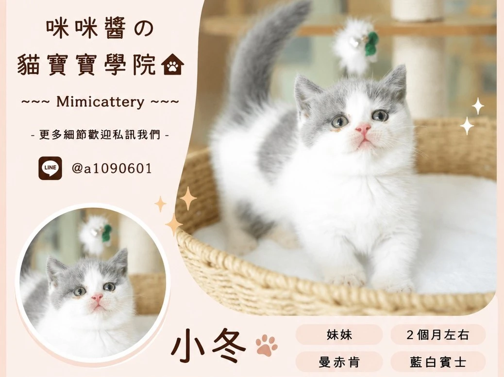 藍白賓士曼赤肯妹妹 小冬