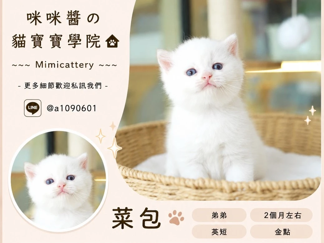 金點英短弟弟 菜包