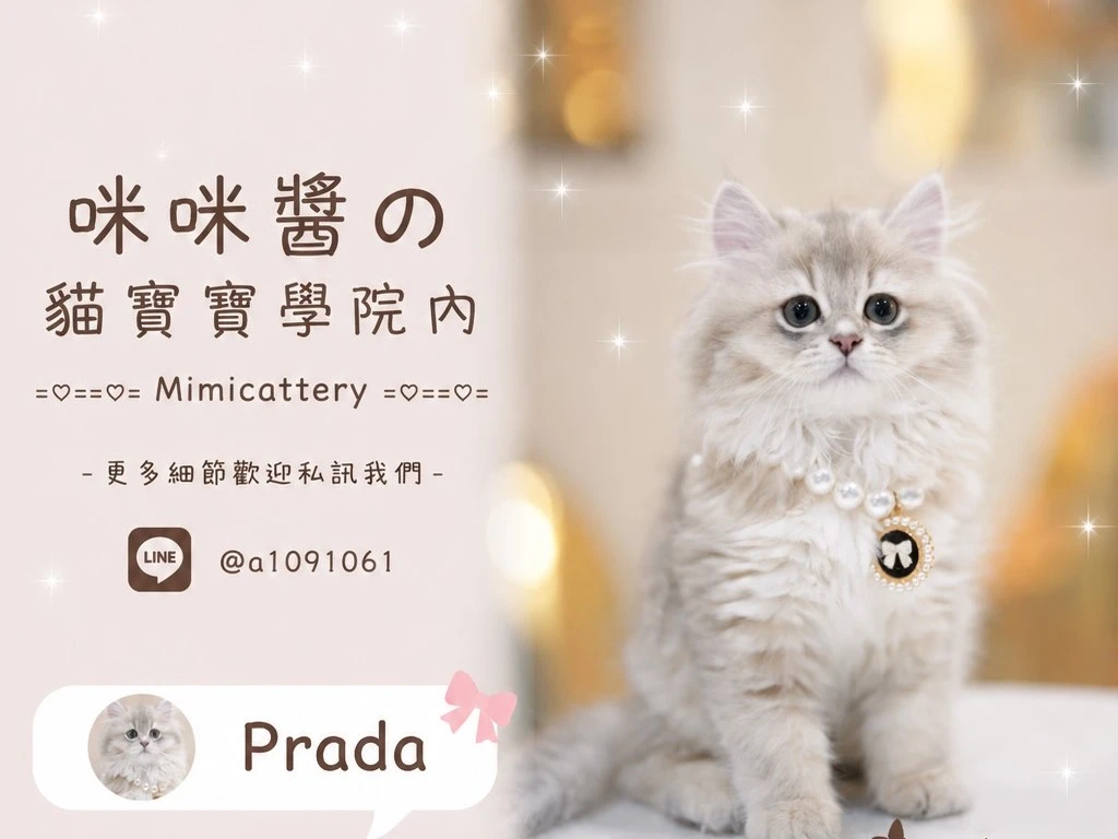 藍金漸層英長妹妹 Prada