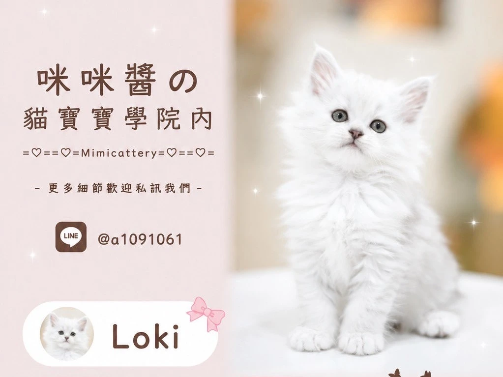 ns11緬因妹妹 Loki