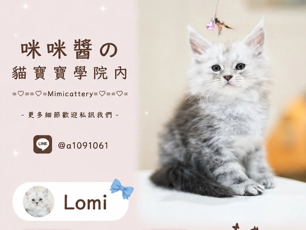 高銀緬因弟弟 Lomi