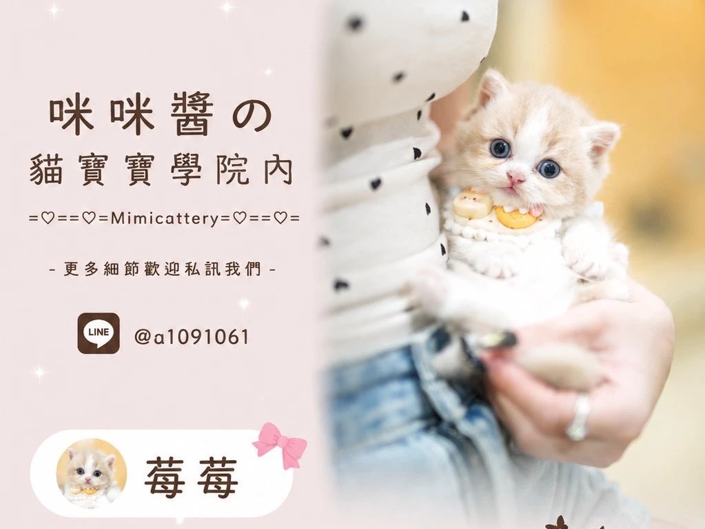 紫金加白曼赤肯弟弟 莓莓