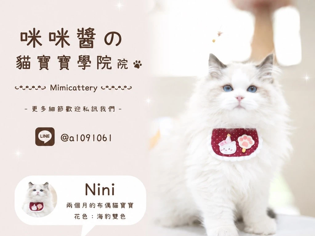 海豹雙色布偶弟弟 Nini