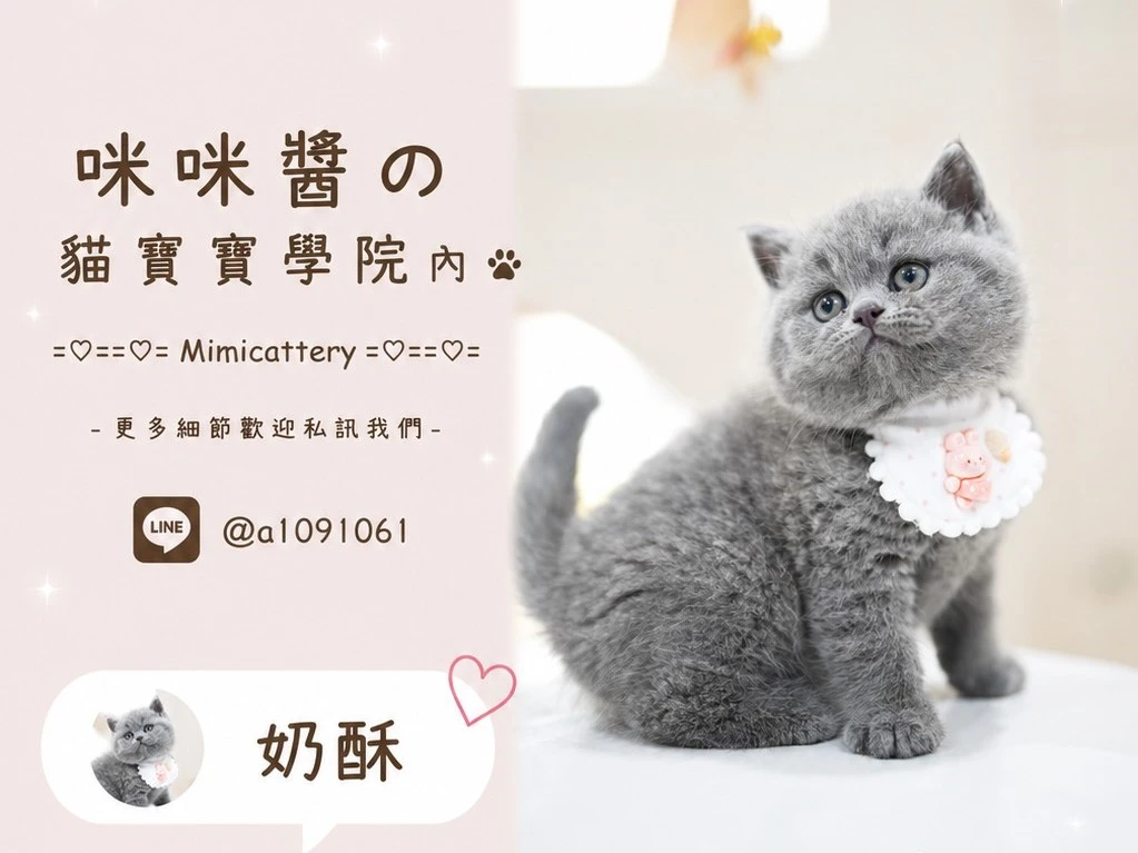 藍英短妹妹 奶酥