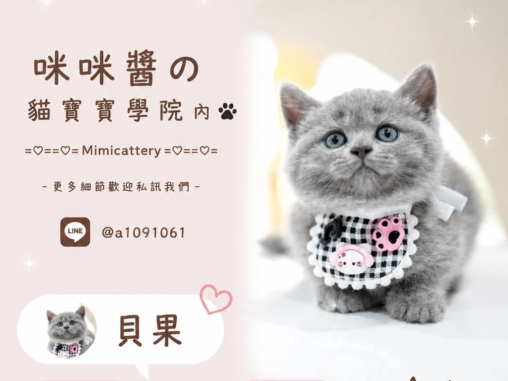 藍英短妹妹 貝果