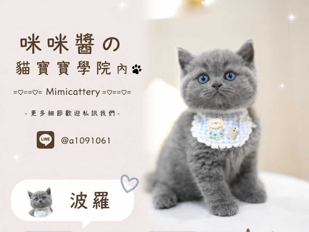 藍英短弟弟 波羅