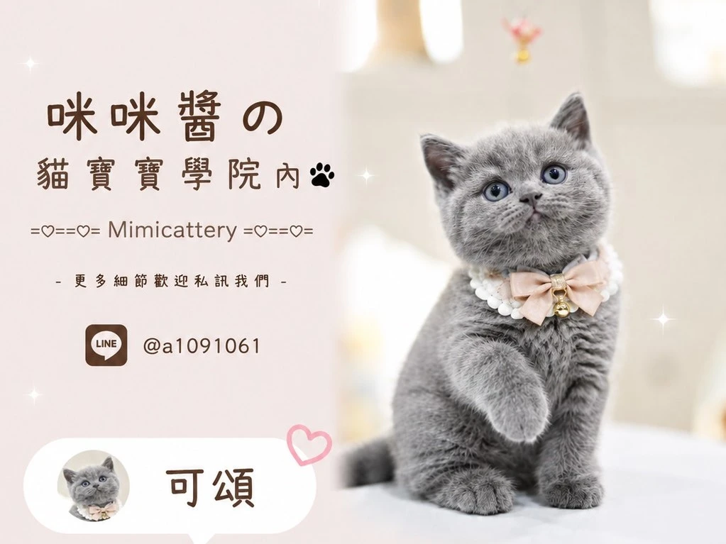 藍英短妹妹 可頌