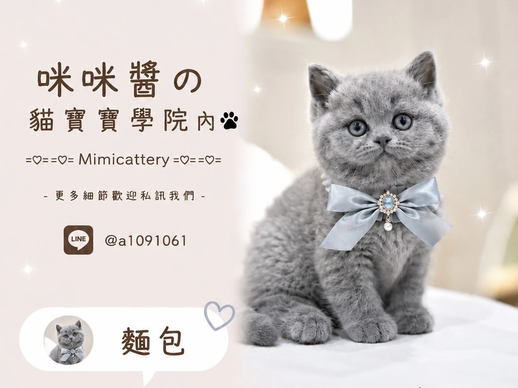 藍英短妹妹 麵包