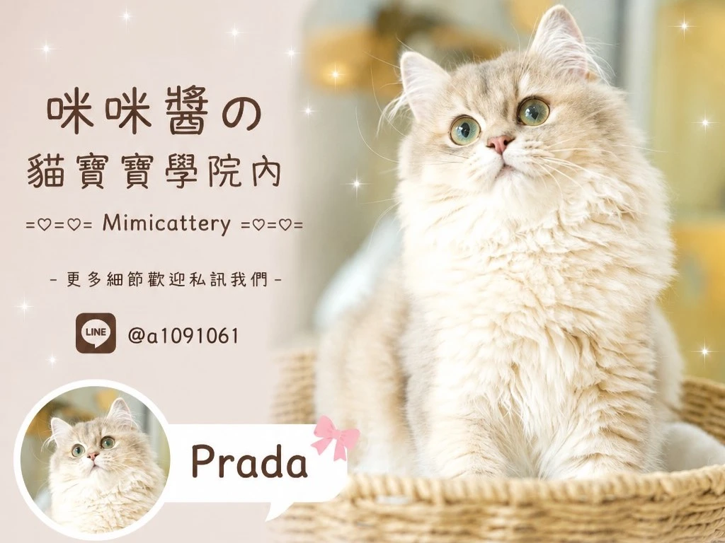 藍金漸層英長妹妹 Prada