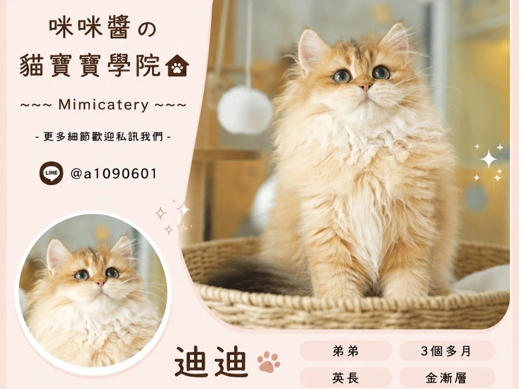 金漸層英長弟弟 迪迪