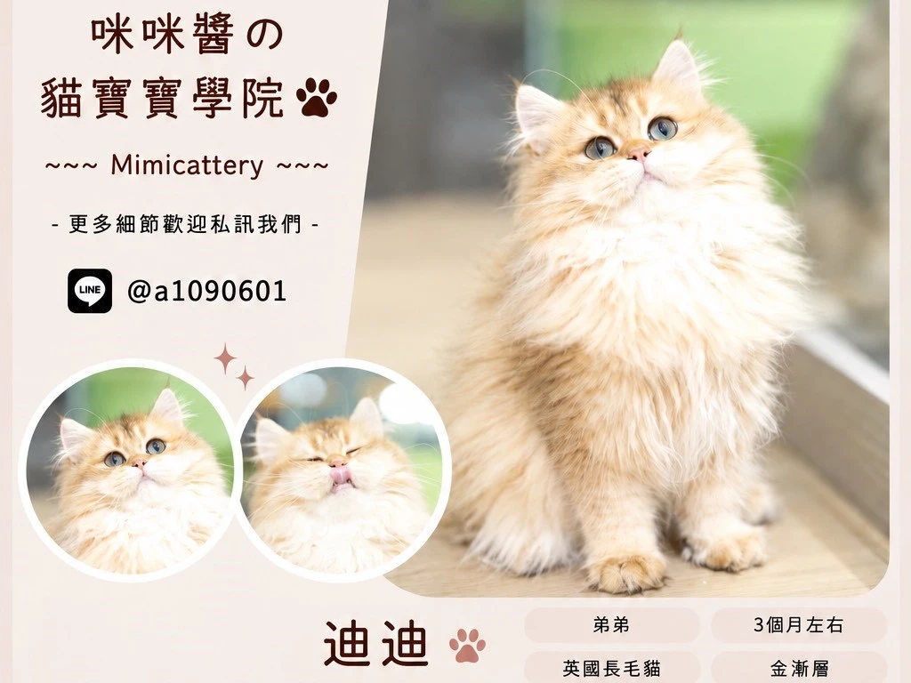 金漸層英長弟弟 迪迪