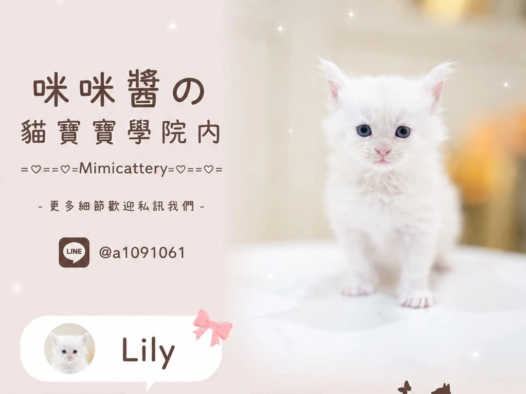 ds11緬因弟弟 Lily