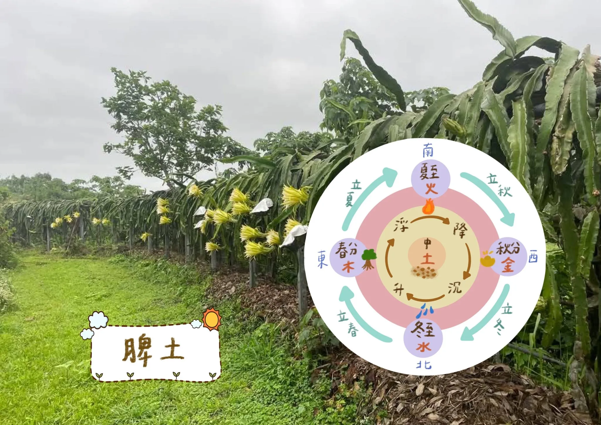 脾胃就是土壤；土壤就如脾胃。