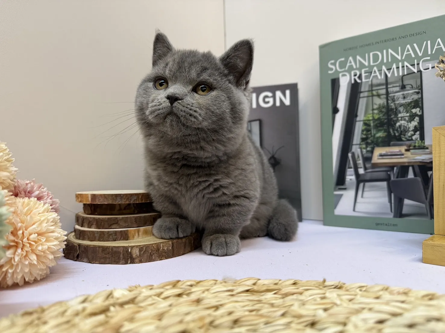 幼貓要做哪些檢查？幼貓買賣,宜蘭幼貓買賣