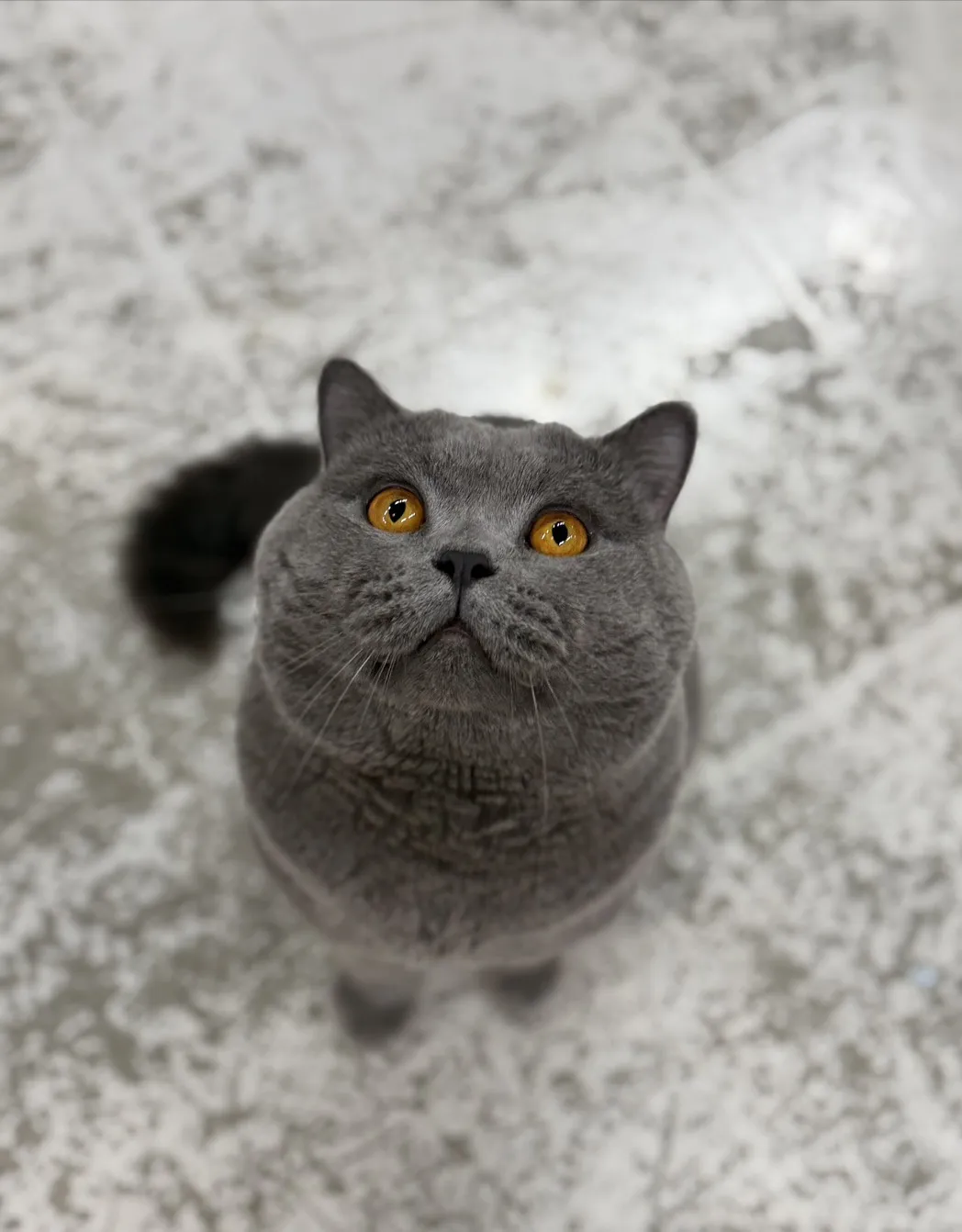 怎麼選安心的貓舍？貓舍推薦,宜蘭貓舍推薦