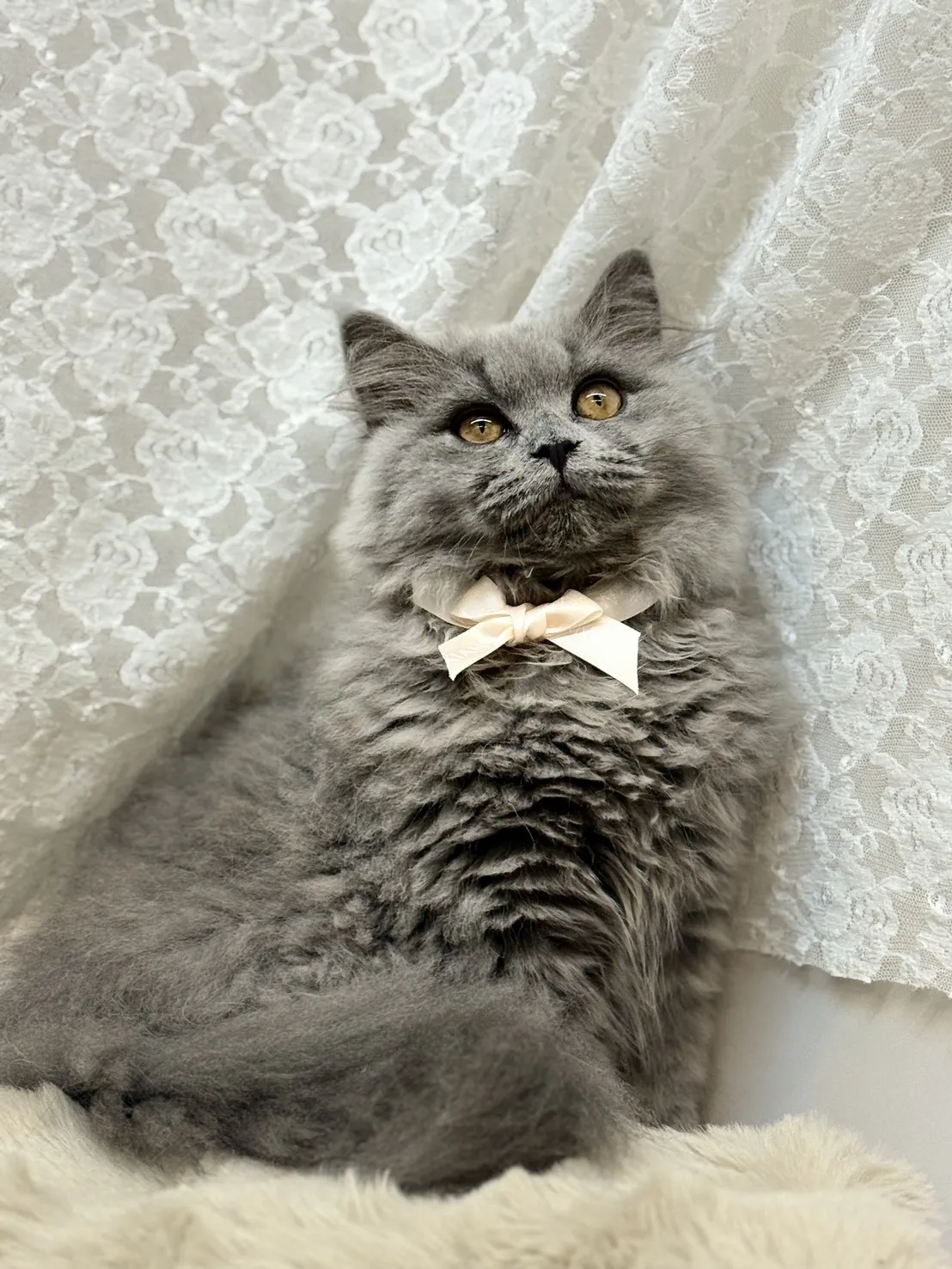 小貓回家前在做什麼？買貓,宜蘭買貓