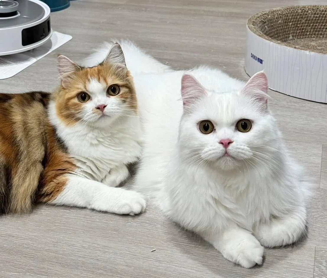 買貓前該注意什麼？貓舍,宜蘭貓舍