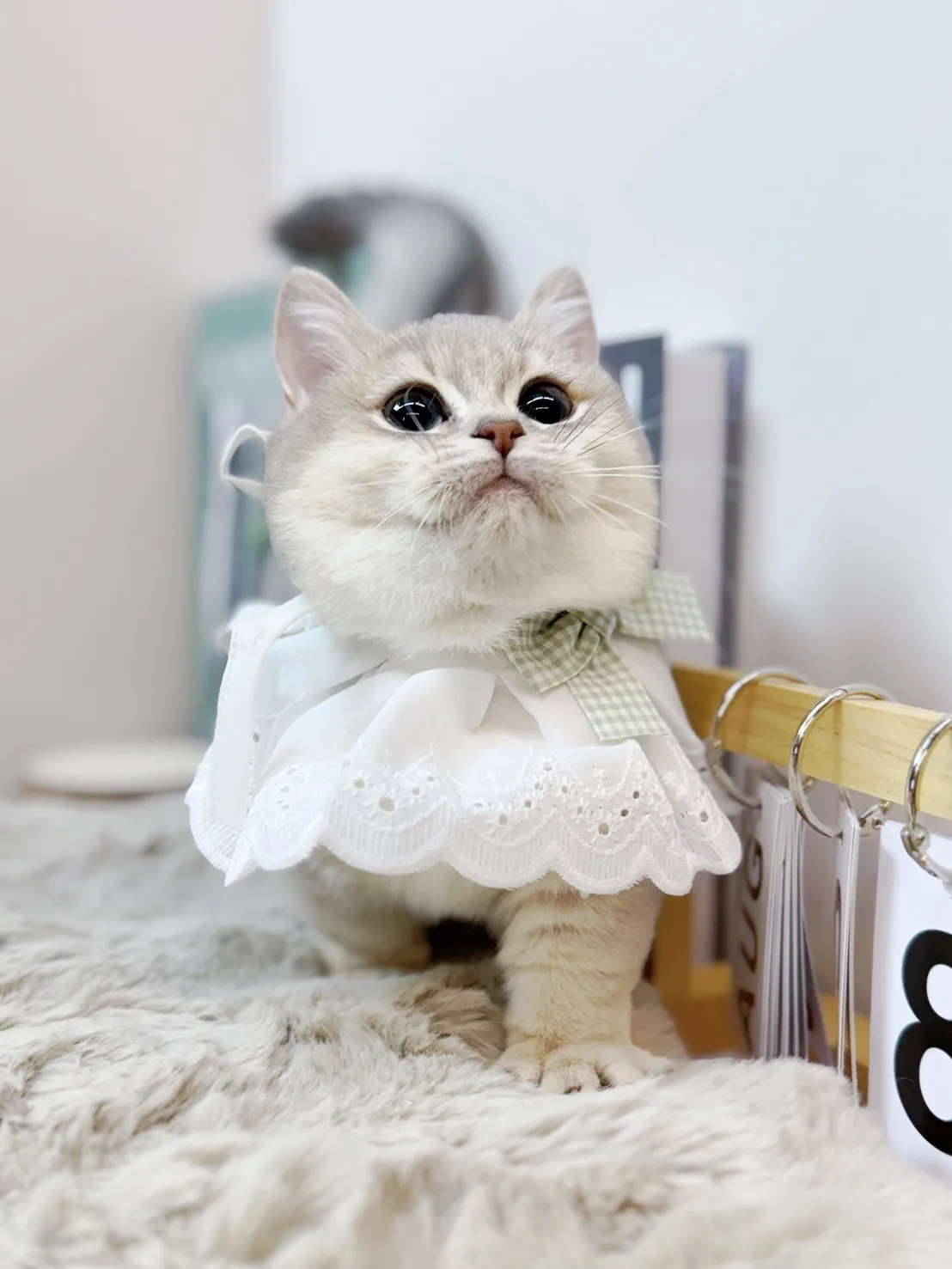 第一次養貓要準備什麼？貓舍推薦,宜蘭貓舍推薦