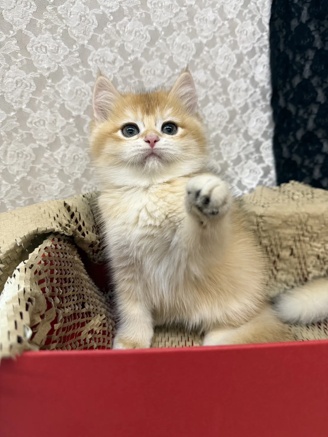 金色小奶球報到