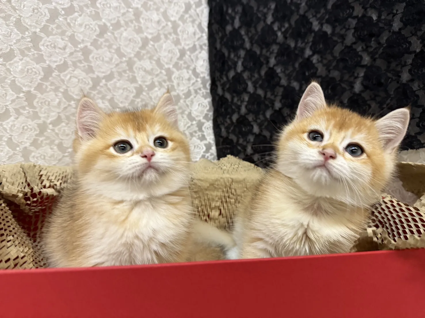 金色小奶球報到