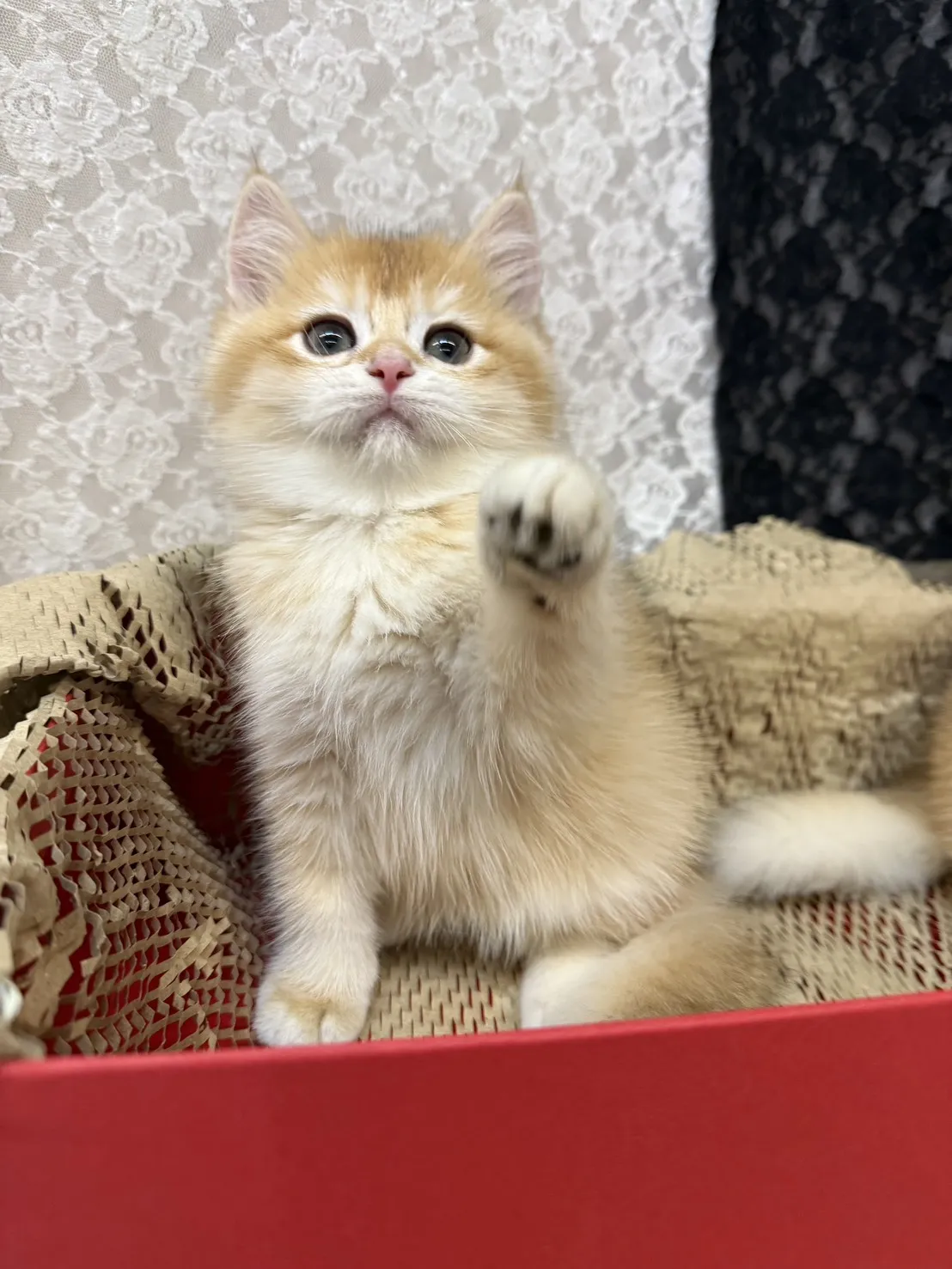 金色小奶球報到