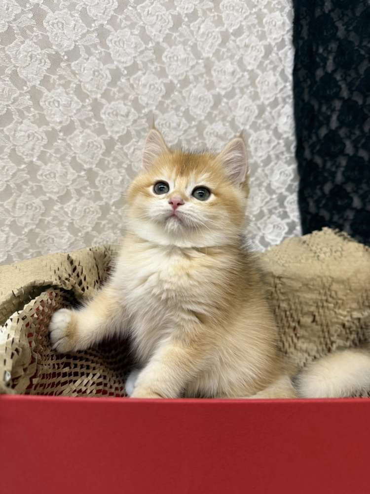 金色小奶球報到