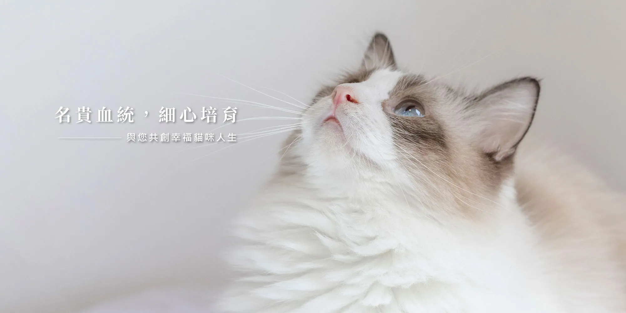 大小姐貓舍-貓舍,貓舍推薦,台北貓舍,台北貓舍推薦,大安區貓舍