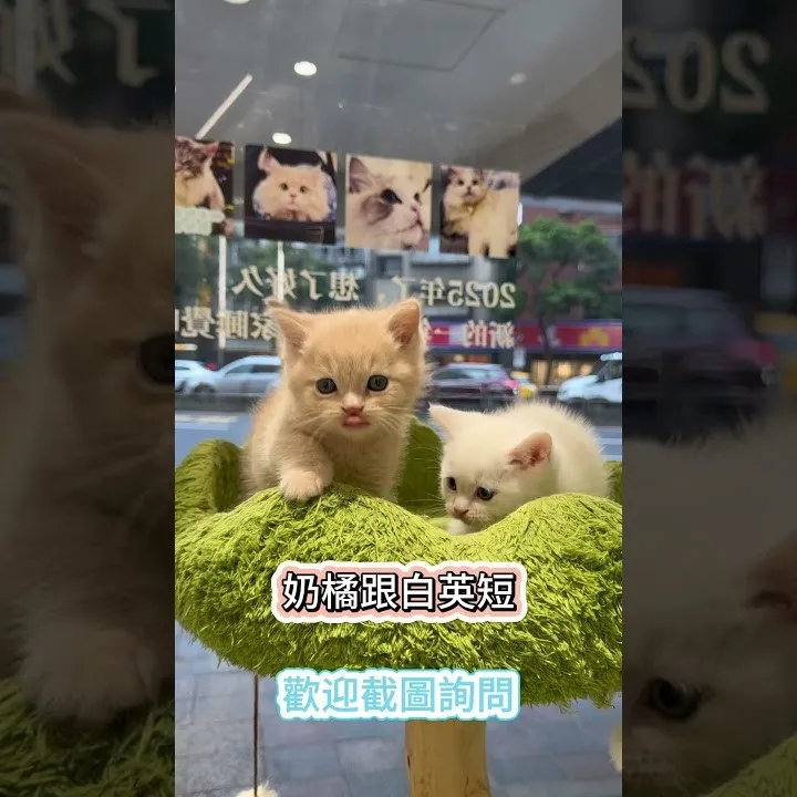 奶橘跟白英短