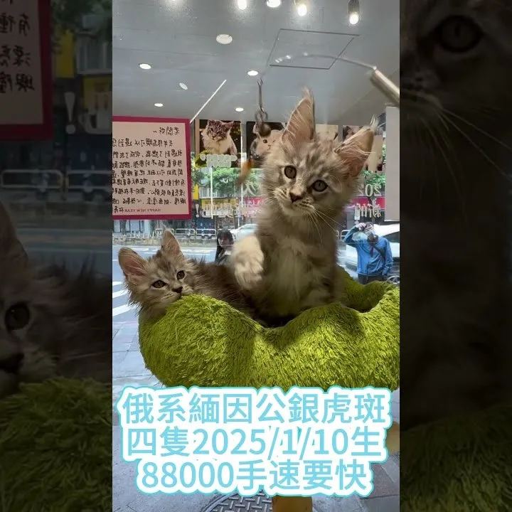 緬因貓