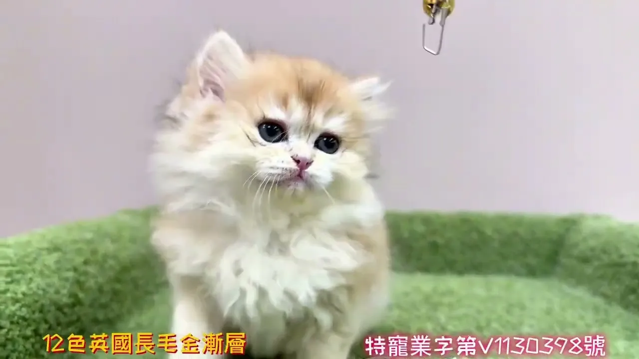 12色金漸層