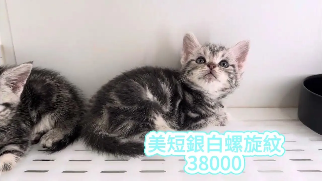 美短