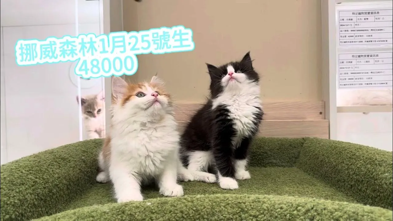 挪威森林