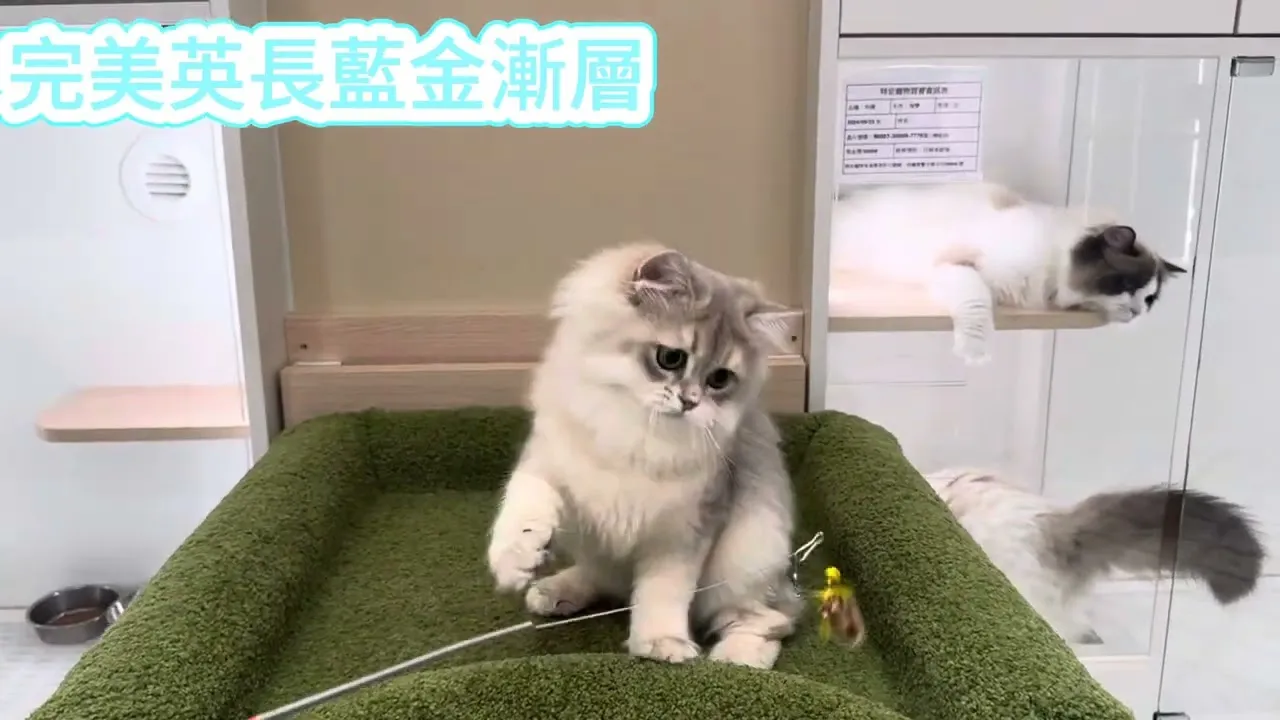 英長藍金