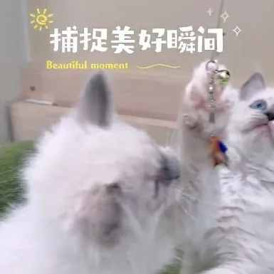 手套布偶