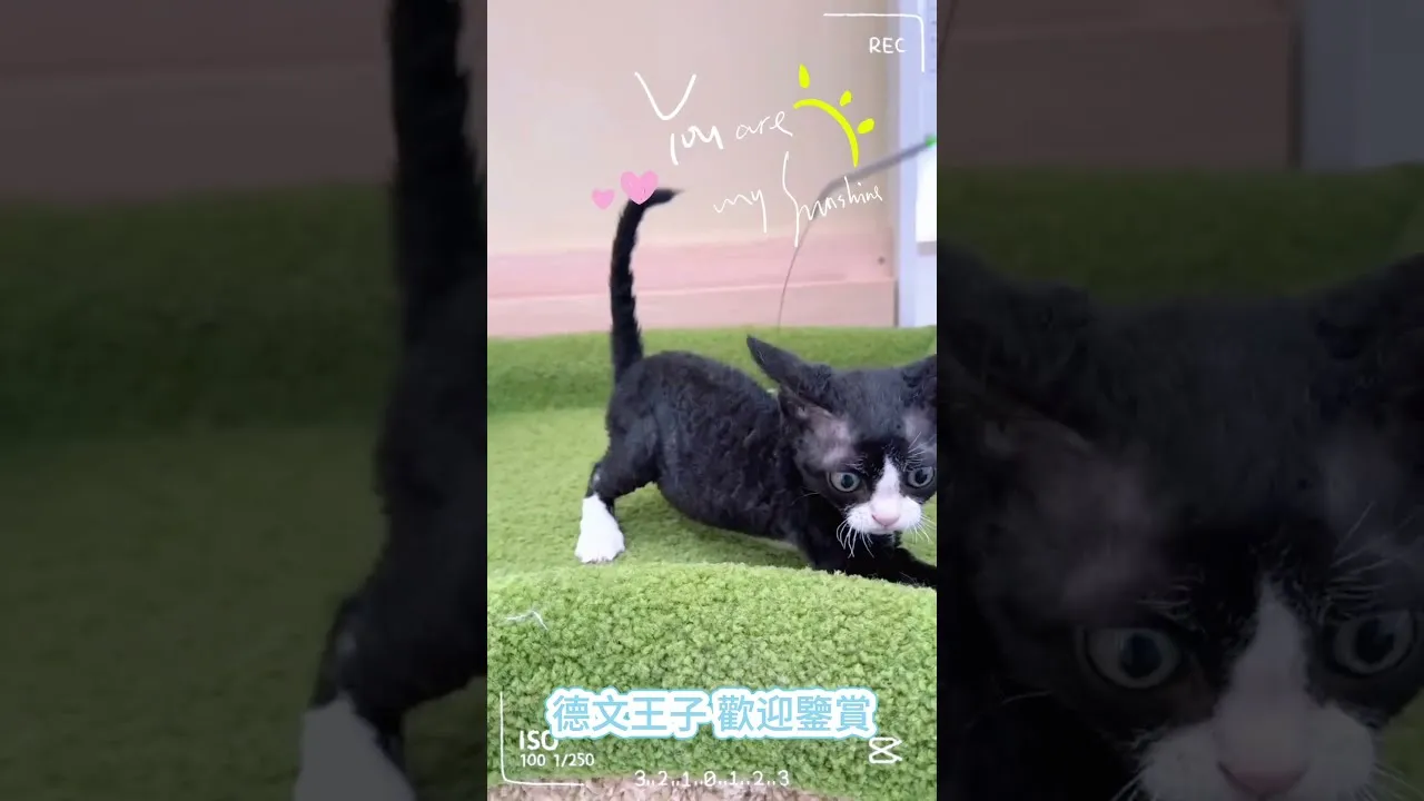 德文卷毛貓