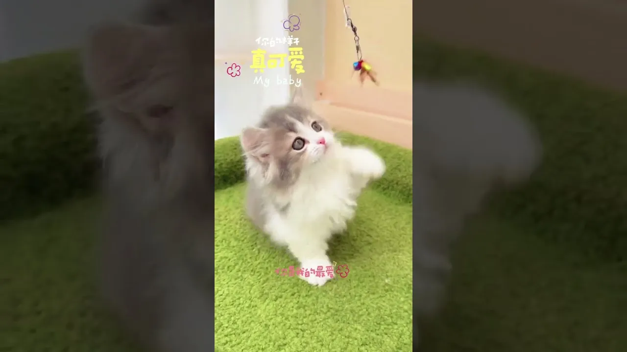 小步藍金加白