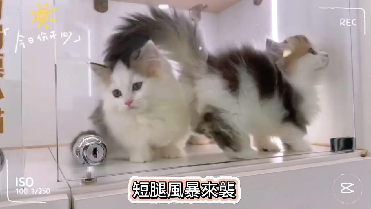 小步舞曲