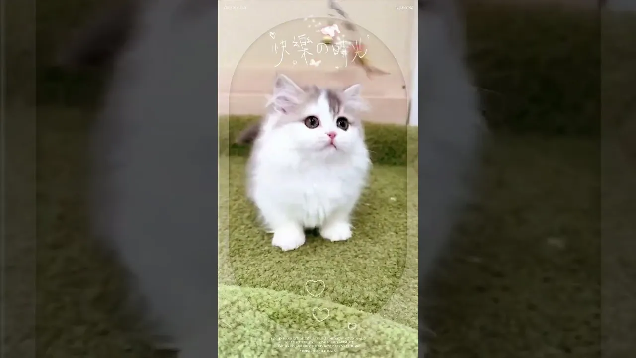 小步藍金加白