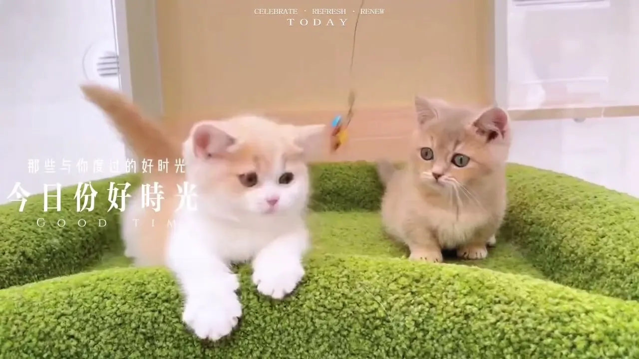 曼赤肯