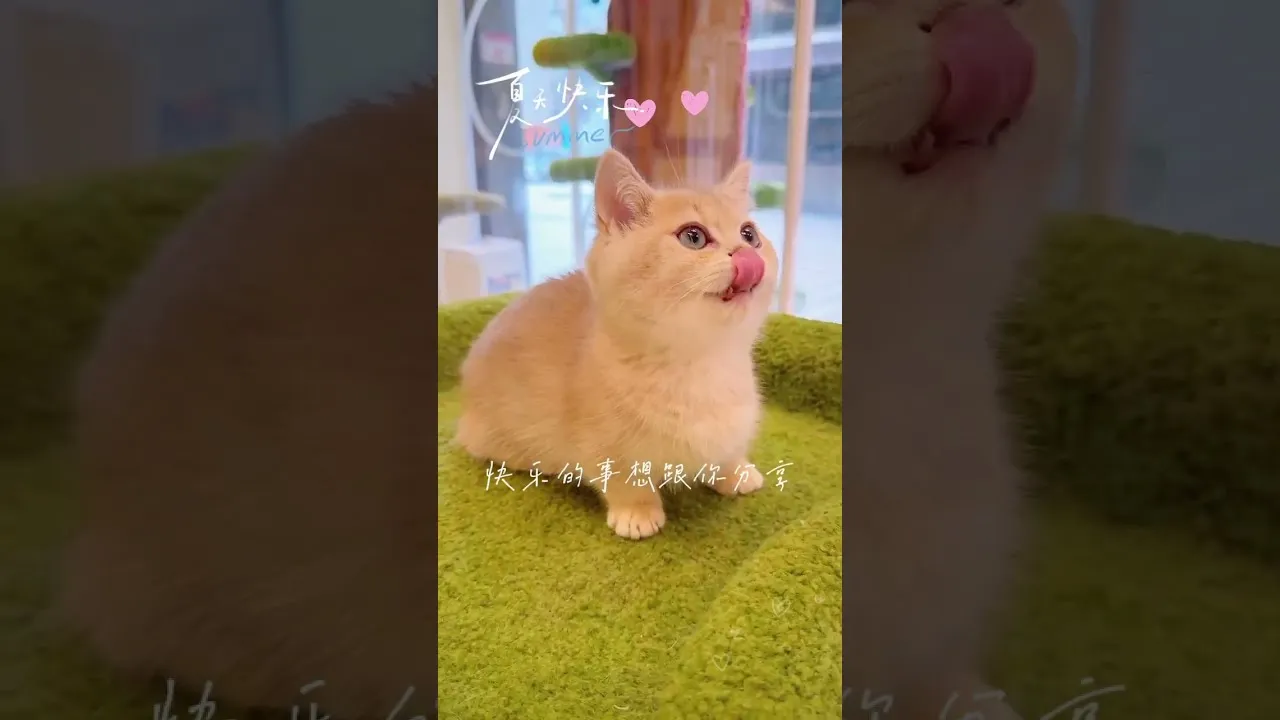 紫金曼赤肯公