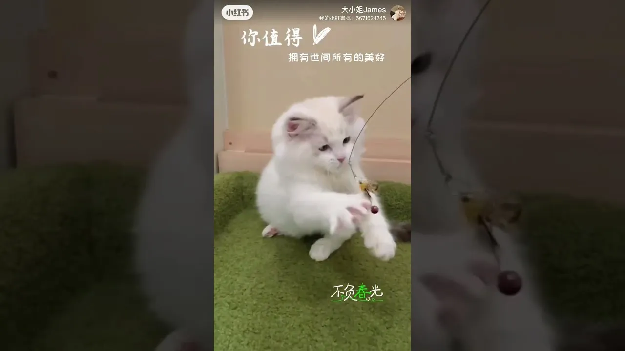 布偶山貓紋