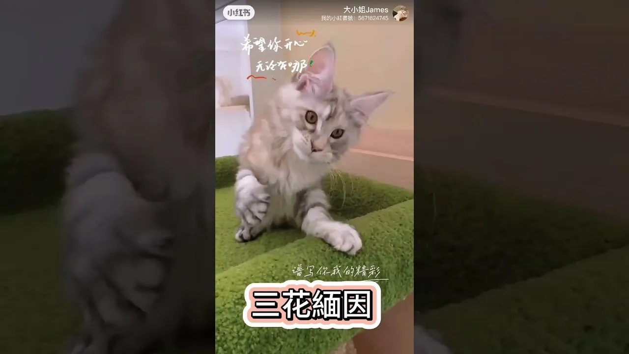 緬因三花色