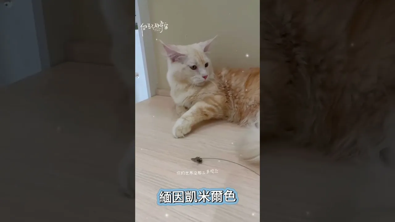 緬因貓凱米爾色