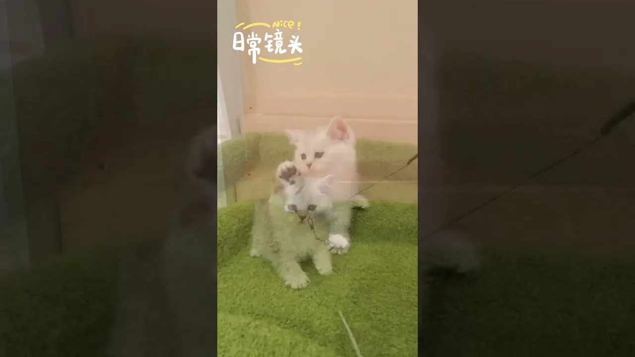 英短