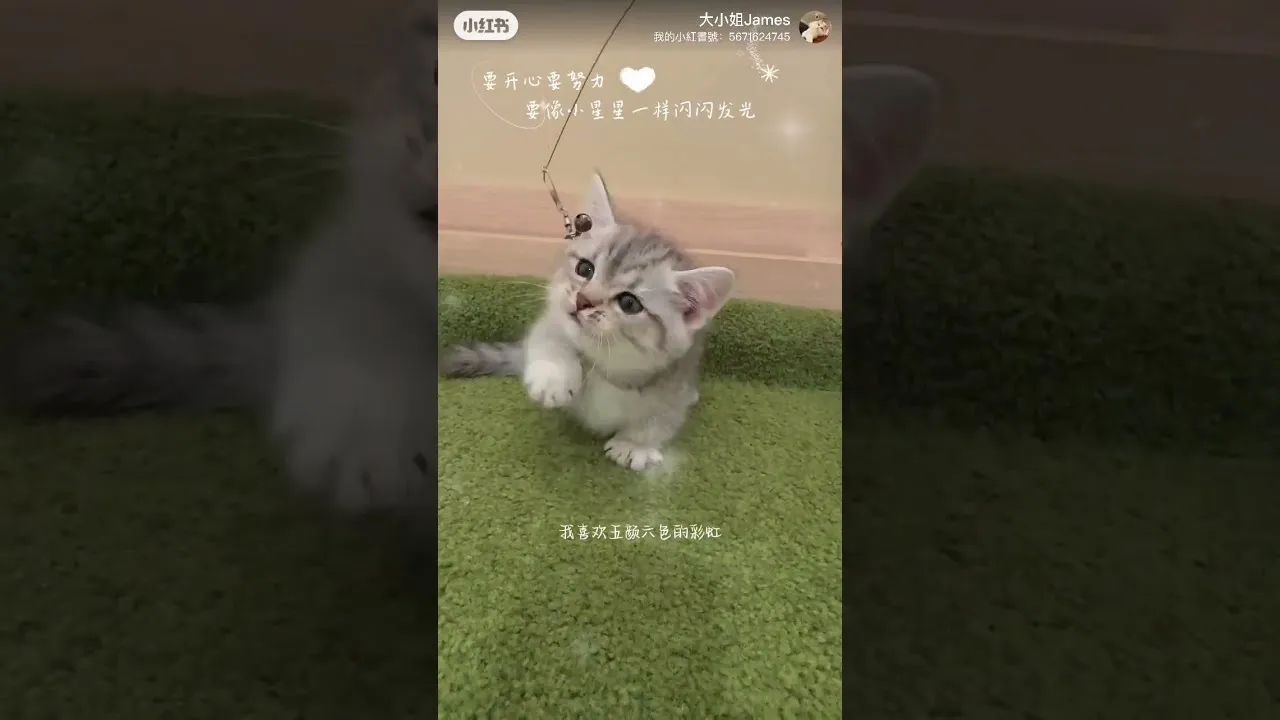 曼赤肯